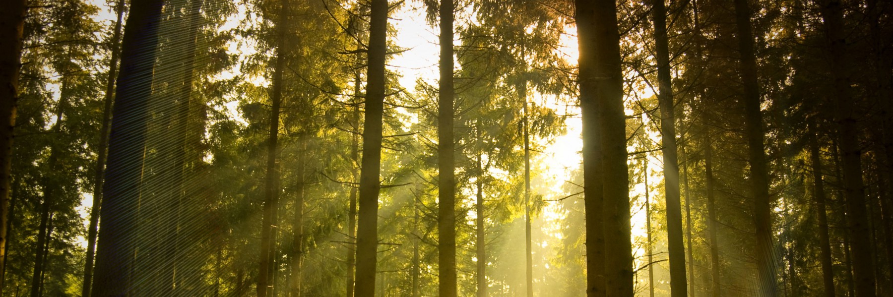 Green Forest Wellness Center
