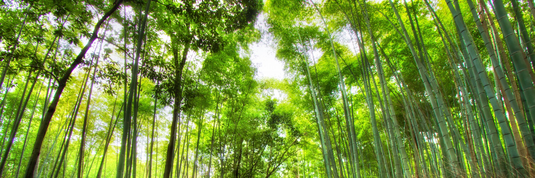 Green Forest Wellness Center